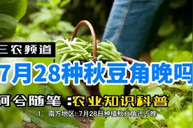 7月28号种秋豆角晚吗？听阿兮分享种植知识，学会分辨应季蔬菜视频封面