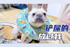 主人帮滑板狗做绝育护理，惨遭嫌弃，狗狗拼命逃离！视频封面
