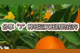 这‘7’种植物，寓意好‘旺运又招财’家里养上几盆，财源滚滚来视频封面