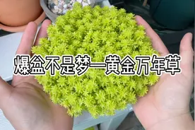 黄金万年草—新手都可以养爆盆的多肉植物，一盆变百盆～快来养吧视频封面