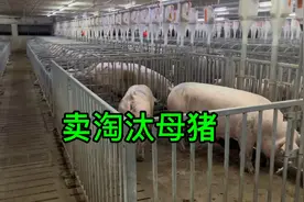 今卖了16头淘汰母猪，整体均重415斤，现在行情看看能卖多少钱？