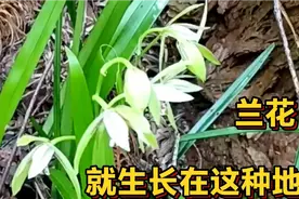 路边的野花不要采，带你目睹一下野外兰花生长的环境，对养兰有用视频封面