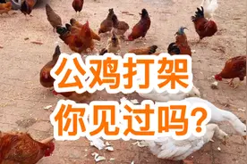 山村小蜜蜂：农村婆婆养的家禽满院飞，土鸡、鸭子、大鹅，还打架视频封面