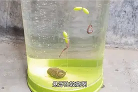 改进后的鱼钩不挂底，饵料在水里的泳姿特别活动，中鱼率高。