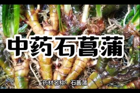 中药石菖蒲的作用与功效。性味归经。中药中草药。@至艾草堂视频封面