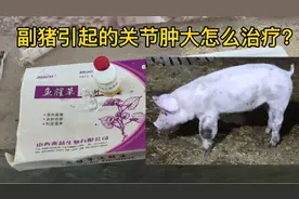 保育猪容易发生副猪，开始是咳喘，过后就会关节肿大，该咋治疗呢视频封面