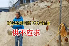 农民大姐荒山养出怪鸡无尾巴，产下五彩蛋供不应求，看是啥样子视频封面
