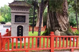 黄帝陵园内的千年柏树视频封面
