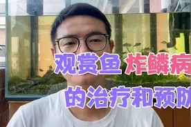 观赏鱼炸鳞病的治疗和预防办法，10年经验的老鱼友分享经验