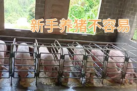 一头猪养8个月出栏，生猪重量300斤价值2100元，我赔了还是赚了？视频封面