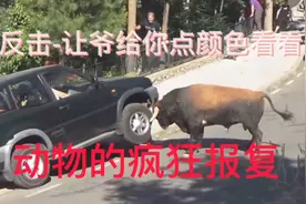 动物自卫反击战-爷给你点颜色瞧瞧视频封面