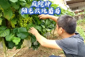 阳光玫瑰葡萄适合庭院种植吗？农家小院种阳光玫瑰葡萄产量有多少视频封面