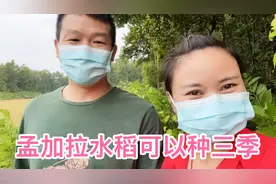 孟加拉水稻一年种三季，产量到底高不高？今天带大家揭开谜底？视频封面