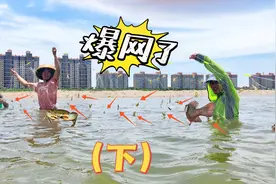 下网两分钟解虾两小时，天然海虾抓爆网，发财啦！视频封面