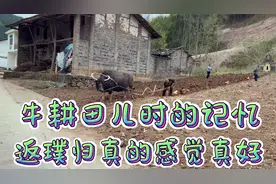 已经淡忘了的画面今天又见到了（牛耕田）