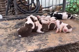 偷偷来看刚出生的小狗狗，狗爸狗妈左右护航，主人瞬间被萌翻！