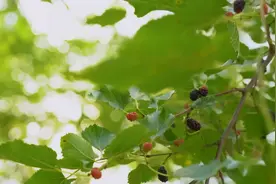 桑葚营养高视频封面