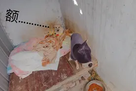 小花狗精神不振，看起来欲与萎靡，阿飞决定试下它，原来是这样…视频封面