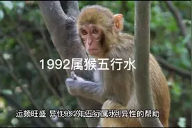 十二生肖守护神之1992属猴五行水视频封面