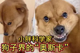 狗狗敢对主人呲牙咧嘴，做错事还装委屈，人称狗子界的“奥斯卡”视频封面