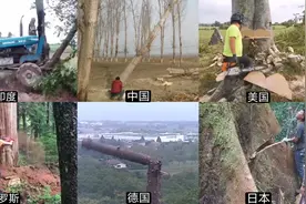不同国家伐木，德国工人爬到高空锯木头，印度开拖拉机撞倒大树视频封面