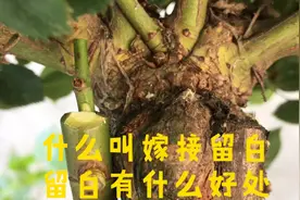 什么叫留白？为什么要留白？留白有什么好处？看完视频你就懂了视频封面