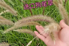 农民种植进口狗尾草，一亩收过万元，真是致富好项目。视频封面