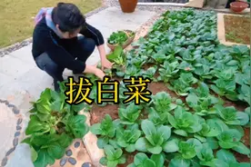 白菜这样拔，拔大的补栽小的，可以轮流吃，总也拔不完！视频封面