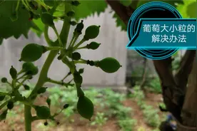 葡萄大小粒是怎么造成的，怎么解决呢，今天探讨一下视频封面