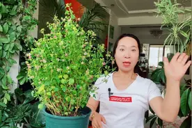 夏天养殖小木槿，出现黄叶掉苞现象，该怎么养护？视频封面