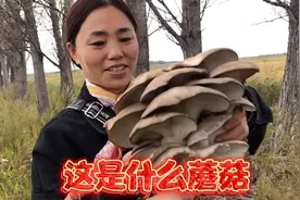 钓的鱼太小都放生了，回来遇到杨树上长的蘑菇，闻着味道还不错。视频封面
