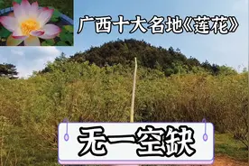 广西十大名地《莲花》无一空缺视频封面