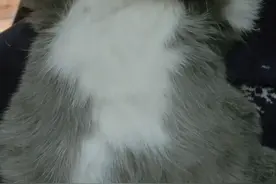 英短蓝白怀了虎斑的孩子。