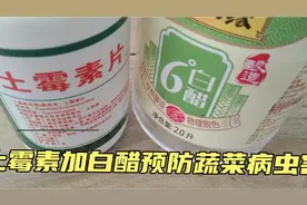 土霉素加白醋喷施各种蔬菜确实能起到杀虫灭菌作用。视频封面