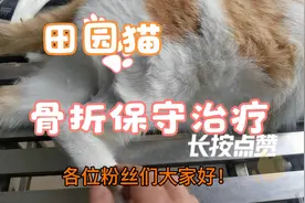 田园猫骨折复位，保守治疗续！视频封面