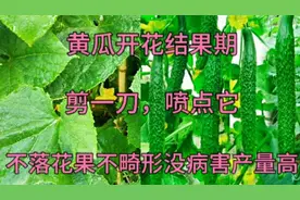 黄瓜开花结果期，学会这招，黄瓜不落花果不畸形没病害产量高视频封面