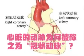 人体其它器官的动脉都是直呼其名，为何心脏的血管叫冠状动脉？视频封面