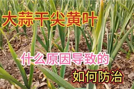 大蒜干尖黄叶不用急，教你一招土办法轻松搞定，产量翻倍没病害视频封面