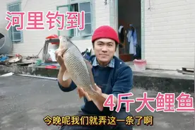 老表河里钓到一条4斤大鲤鱼，马上电话叫我弄鱼吃，难得的土货啊视频封面