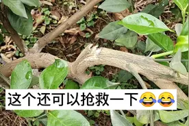 小树因为挂果太多压断枝条。断枝可这样接，保树还能保住果视频封面