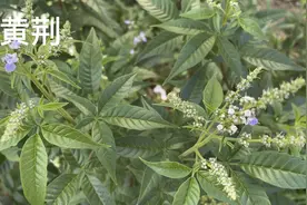 身边的草药（674续），黄荆的功效及临床使用