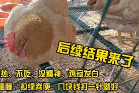 后续来了，鸡不吃、没精神、拉绿粪便，这样治几块钱第二天就好视频封面