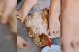 鸡不吃饭，只能灌点食视频封面