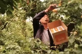 大黄杏中富含的钾、胡萝卜素、膳食纤维和果胶等成分，视频封面