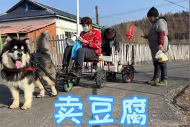 养阿拉斯加犬的正确使用方式：拉车到村里卖豆腐，一块四块喽！