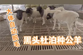 大体黑头杜泊种公羊，自动脱毛长势快耐粗饲，适应能力强抗寒耐热视频封面