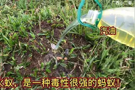 红火蚁繁殖的太快了，一年四季都在繁殖，看我如何消灭红火蚁！视频封面