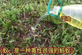 红火蚁繁殖的太快了，一年四季都在繁殖，看我如何消灭红火蚁！视频封面