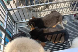 第一次给狗狗配要等到15天，还有就是这种肉不要让它吃，都记准了视频封面