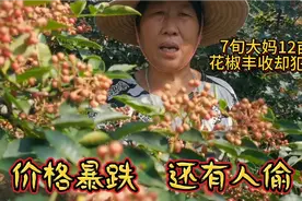 大妈12亩花椒喜获丰收却犯愁，价格暴跌还有人偷，说一席话酸溜溜视频封面